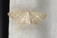 Idaea elongaria