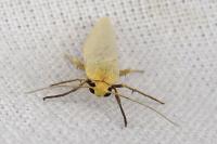 Indalia pygmaeola pallifrons