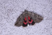 Catocala electa