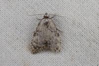 Meganola strigula