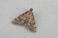 Metasia cuencalis bourgognei