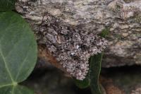 Acronicta rumicis