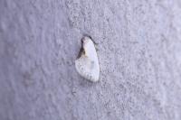 Cilix glaucata