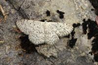 Scopula marginepunctata
