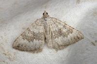 Scotopteryx octodurensis lozerae