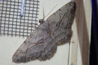 Peribatodes perversaria