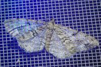 Peribatodes secundaria secundaria