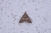 Diplopseustis perieresalis