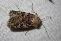 Chersotis ocellina ocellina