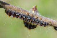 Eriogaster catax