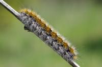 Diacrisia purpurata