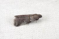 Acrobasis glaucella/fallouella