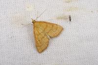 Anania crocealis