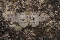 Ascotis selenaria