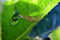 Patania ruralis