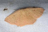 Cyclophora puppillaria