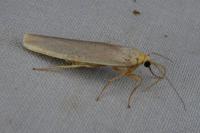 Eilema