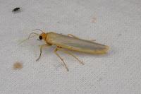 Manulea complana