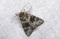 Hecatera dysodea