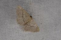 Idaea belemiata helianthemata