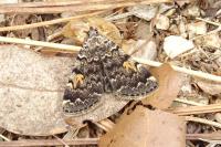 Idia calvaria