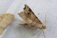 Macaria alternata