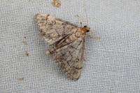 Metasia cuencalis bourgognei