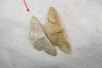 Scopula marginepunctata