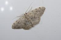 Scopula submutata roseonitens
