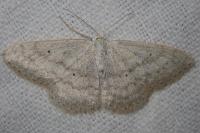 Scopula incanata
