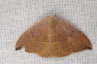 Watsonalla uncinula