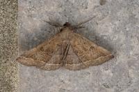 Zanclognatha zelleralis