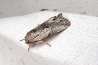 Calophasia platyptera