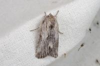 Calophasia platyptera