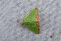 Eucrostes indigenata