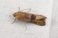 Pterothrixidia rufella