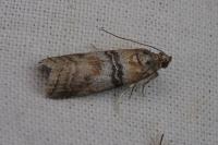 Sciota rhenella