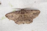 Menophra abruptaria