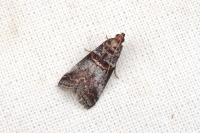 Acrobasis advenella