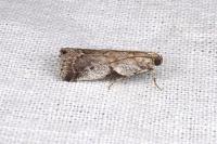 Acrobasis glaucella/fallouella