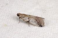 Acrobasis glaucella/fallouella