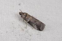 Acrobasis legatea