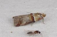 Acrobasis tumidana
