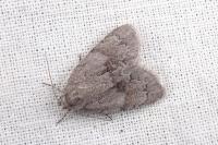 Bryonycta pineti