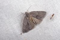 Bryonycta pineti