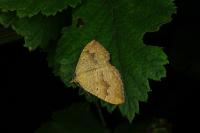 Camptogramma bilineata