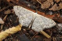Scopula marginepunctata