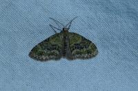 Acasis viretata