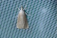 Calamotropha paludella