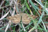 Ematurga atomaria
